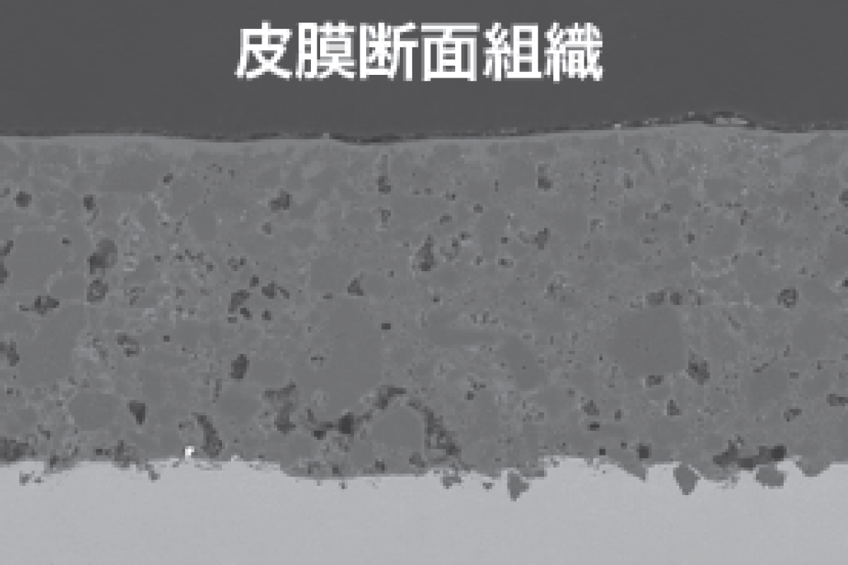 皮膜断面組織